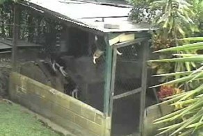 Хозяева долго не могли понять, как собака выбирается из вольера