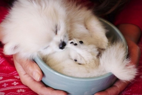 60 чашек, полных умиления