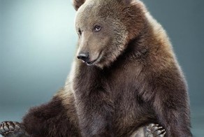 Мишки. Прекрасный символ Великой новой России