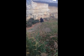 Горилле надоело, что её снимают 