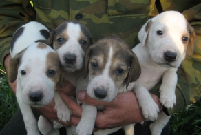 Знаменитые породы собак, выведенные в России