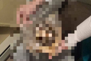 Ёжик 