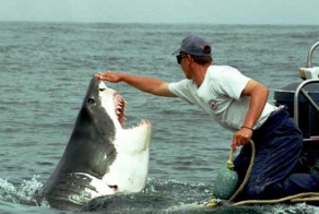  Настойчивая акулья любовь