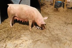 Свинья поедает своего недавно умершего поросенка