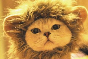 17 фото домашних львов или я у мамы лев