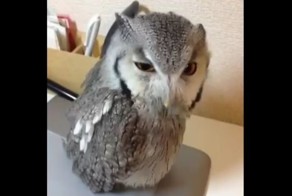 Когда хочешь привлечь внимание, но ты мертвецки пьян