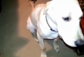 Виноватые собаки