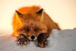 Fox-релакс