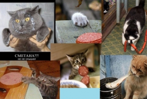 Коты Воришки