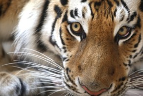 Китайцы заботятся о «путинском» тигре, боясь потерять работу