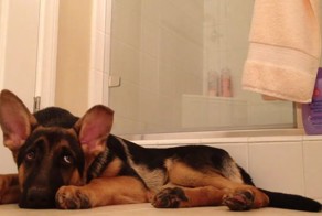 Овчарка подпевает поющему в душе хозяину