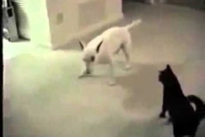 Прикол собака против кота