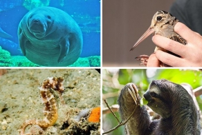 10 самых медленных животных планеты