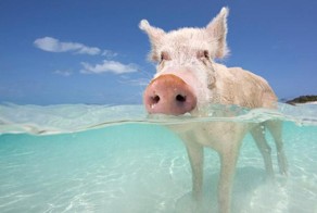 Водоплавающие свиньи Big Major Cay Багамы
