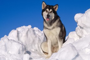 Человек,покусавший собаку