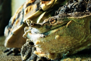 Матамата – обжора из Южной Америки