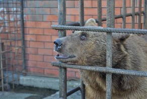 В Сочи прошел пикет в защиту медведей-алкоголиков
