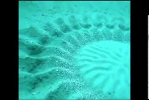 Удивительный подводный скульптор!