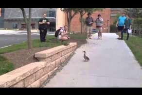 Утка мама поощряет  храбрых младенцев спрыги