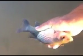 Рыбка не хочет уплывать 