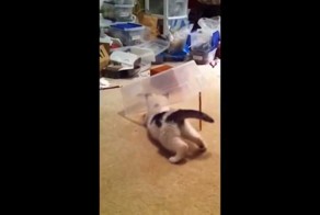 Кот и лазер