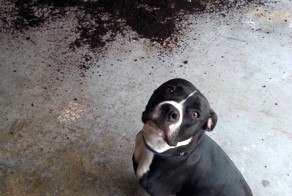 Пока никого нет дома