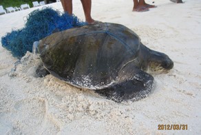 Как мы спасали Тортиллу