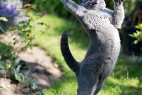Коты в прыжке