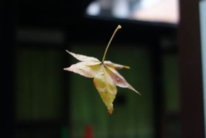 До свидания, Осень!