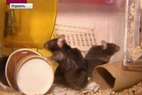 МЫШИ - сотрудники  безопасности  главного  израильского  аэропорта