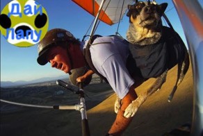 Собака летает на дельтаплане! 