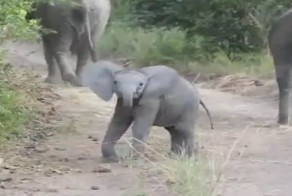 Милый слоненок решил напугать туристов