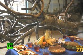 Как лемуры в чикагском зоопарке отметили День благодарения