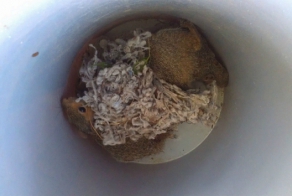 Спасение бельчат