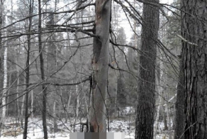 Дерево