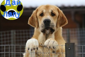 Испанский мастиф. Особенности породы