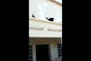 Голубь перехитрил кота