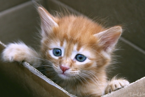 Про котёнка в картонной коробке!