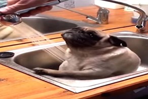 Собачье счастье