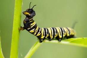 Отфотошопьте, пожалуйста