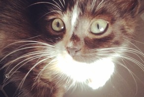 Котёнок Мася: прошло 4 месяца 