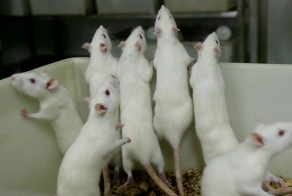 Эксперимент «Вселенная-25»: как рай стал адом