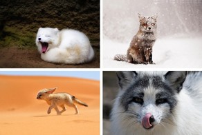  Самых красивые виды лисиц в мире