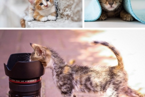 10 признаков кошачьей любви