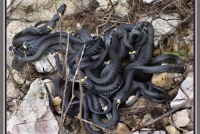 дружный женский коллектив