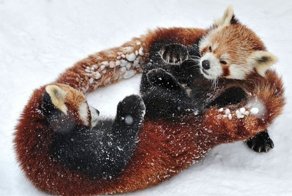 Битва красных панд