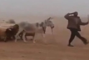 Марш бравого пастуха