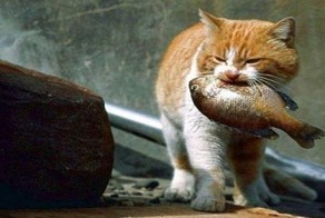 Удачная кошачья рыбалка 