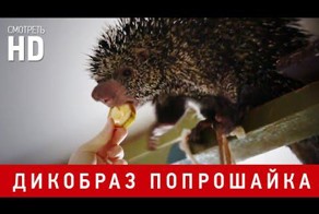 Дикобраз попрошайка. А звуки еще какие издает
