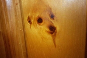 Дух собаки в дереве